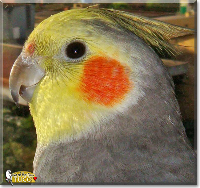 Tuco, the Pet of the Day Tuco, the Pet of the Day