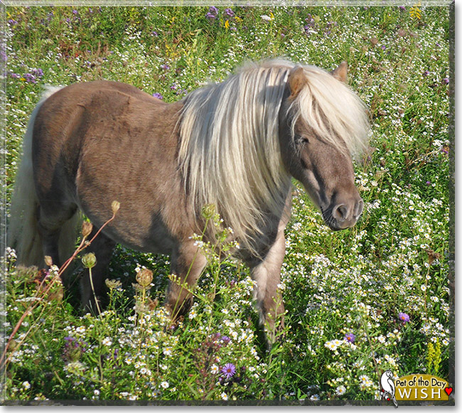 Wish, the Pet of the Day Wish, the Pet of the Day