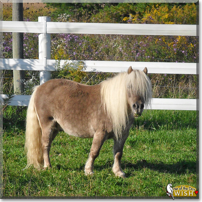 Wish, the Pet of the Day Wish, the Pet of the Day