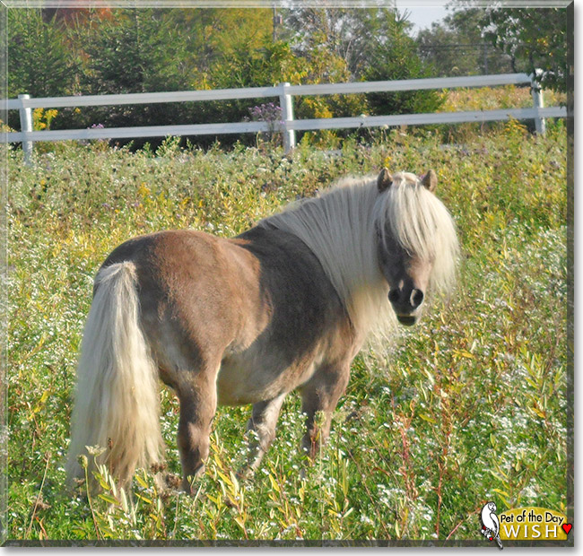 Wish, the Pet of the Day Wish, the Pet of the Day