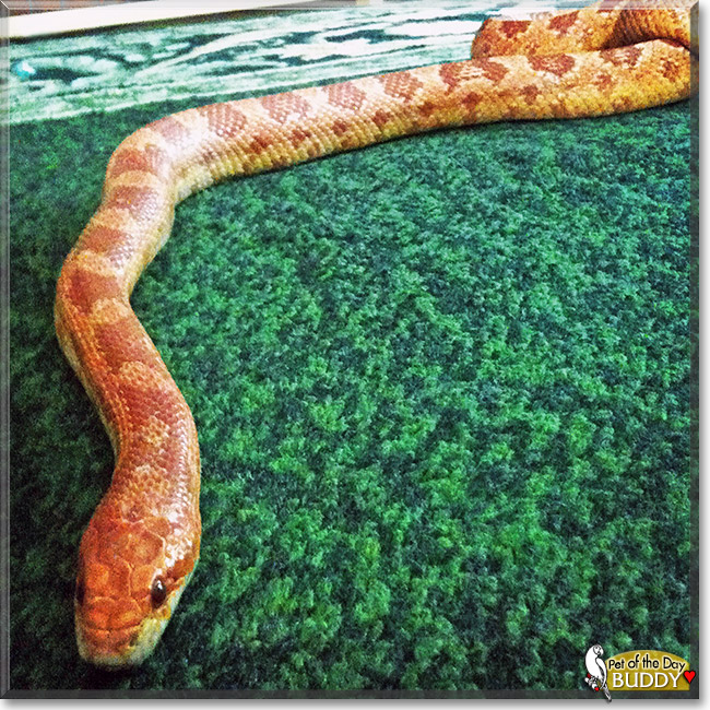 Buddy, the Pet of the Day Buddy, the Pet of the Day