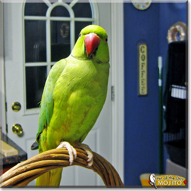 Mojito, the Pet of the Day Mojito, the Pet of the Day