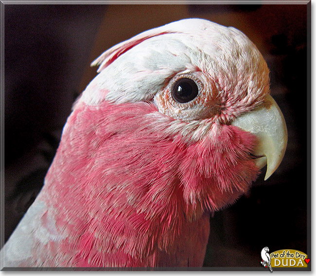 Feldmarsza ek Duda, the Pet of the Day Feldmarsza ek Duda, the Pet of the Day