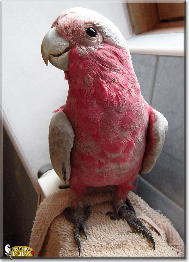 Feldmarsza ek Duda, the Pet of the Day Feldmarsza ek Duda, the Pet of the Day