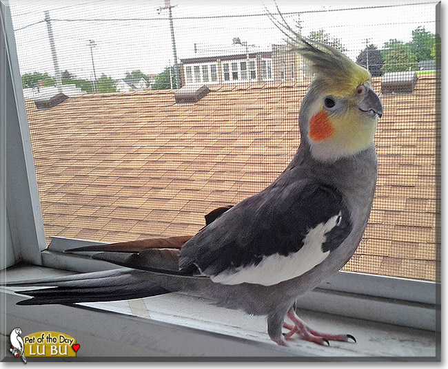 Lu Bu, the Pet of the Day Lu Bu, the Pet of the Day