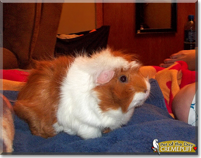 Cremepuff, the Pet of the Day Cremepuff, the Pet of the Day