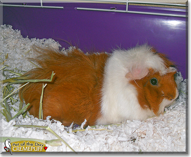 Cremepuff, the Pet of the Day Cremepuff, the Pet of the Day