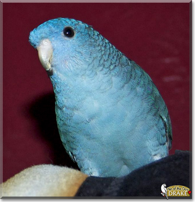 Drake, the Pet of the Day Drake, the Pet of the Day