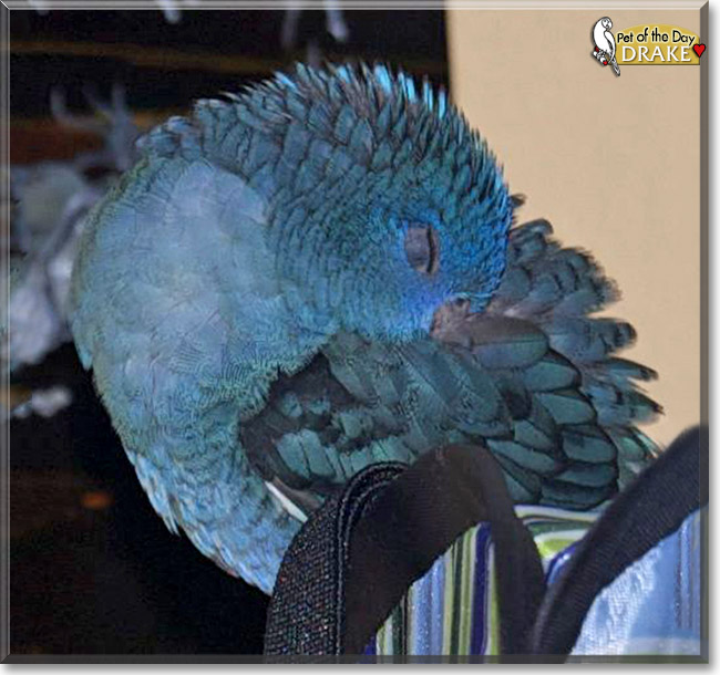 Drake, the Pet of the Day Drake, the Pet of the Day