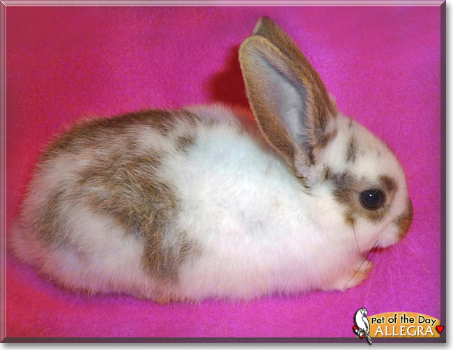 Allegra, the Pet of the Day Allegra, the Pet of the Day