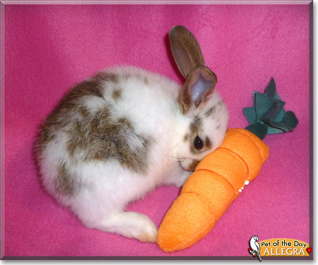 Allegra, the Pet of the Day Allegra, the Pet of the Day