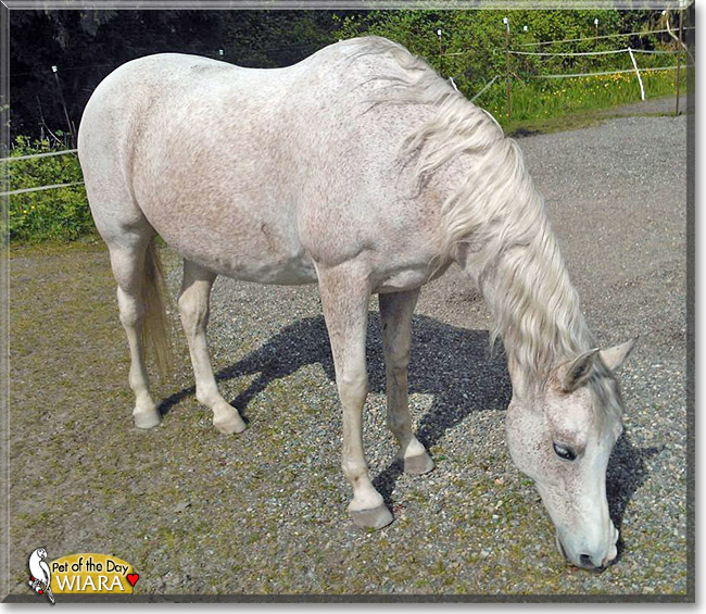 Wiara, the Pet of the Day Wiara, the Pet of the Day