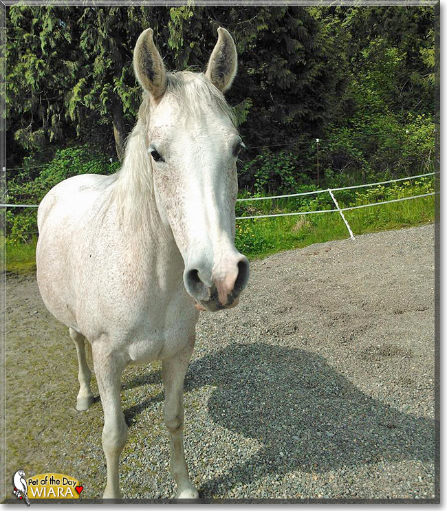Wiara, the Pet of the Day Wiara, the Pet of the Day