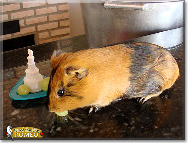 Romeo, the Pet of the Day Romeo, the Pet of the Day
