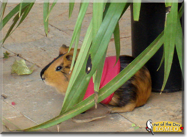 Romeo, the Pet of the Day Romeo, the Pet of the Day