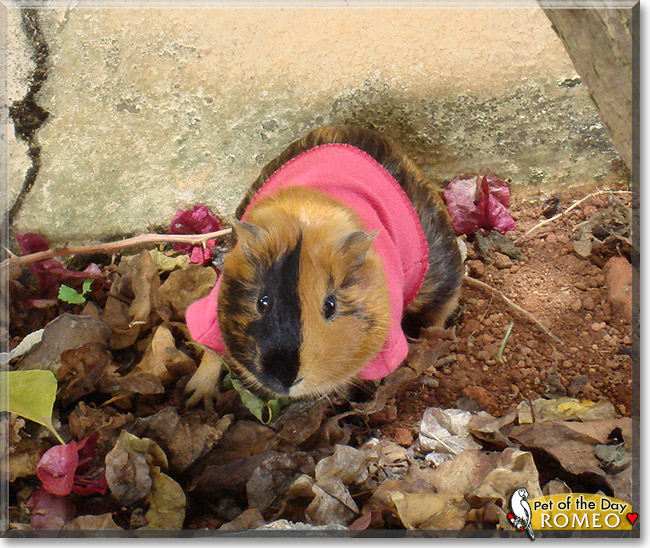 Romeo, the Pet of the Day Romeo, the Pet of the Day