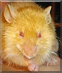 Diego the Fancy mouse