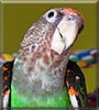 Léa the Cape Parrot