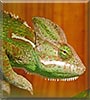 Draka the Yemen chameleon
