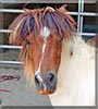Peppermint Patty the Falabella Horse
