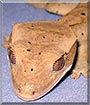 Starburst the Dalmatian Crested Gecko