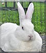 Mr. Queen the Dutch Meat Rabbit