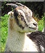 Penny the La Mancha, Mini Alpine Goat