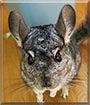 Mamrot the Chinchilla