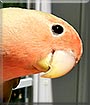 Banana the Peach Faced Lovebird