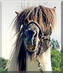 Bobbe the Icelandic horse