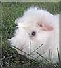 Gibby the Guinea Pig