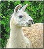 Shirley the Llama