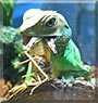 Scooter the Chinese Water Dragon