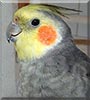 Tuco the Cockatiel