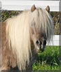 Wish the Miniature Horse