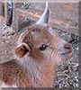 Doodle the Nigerian Dwarf Goat