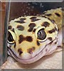 Loki the Leopard gecko