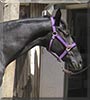 Lace the Thoroughbred Horse