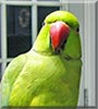 Mojito the Indian Ringneck Parakeet