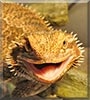 Claire the Bearded Dragon