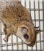 Chepi the Southern Flying Squirrel