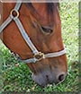 Norma Jean the Standardbred Horse