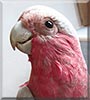 Feldmarsza ek Duda the Rose breasted Cockatoo