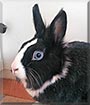 Wuschel the Lionhead Dwarf rabbit