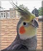Lu Bu the Cockatiel