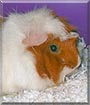 Cremepuff the Abyssinian Guinea Pig