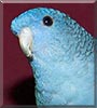 Drake the Lineolate Parakeet