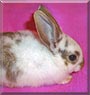 Allegra the Dwarf mix rabbit