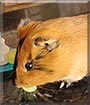 Romeo the Guinea Pig