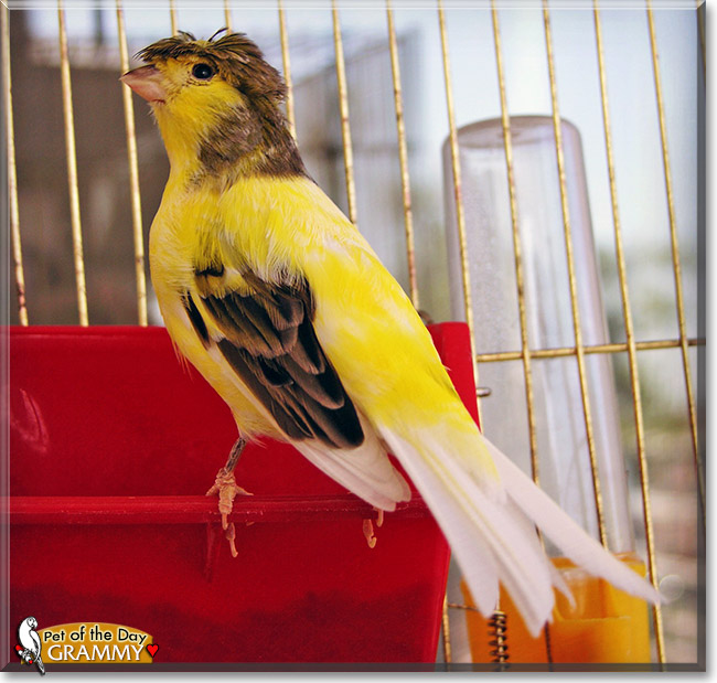 Grammy, the Pet of the Day Grammy, the Pet of the Day